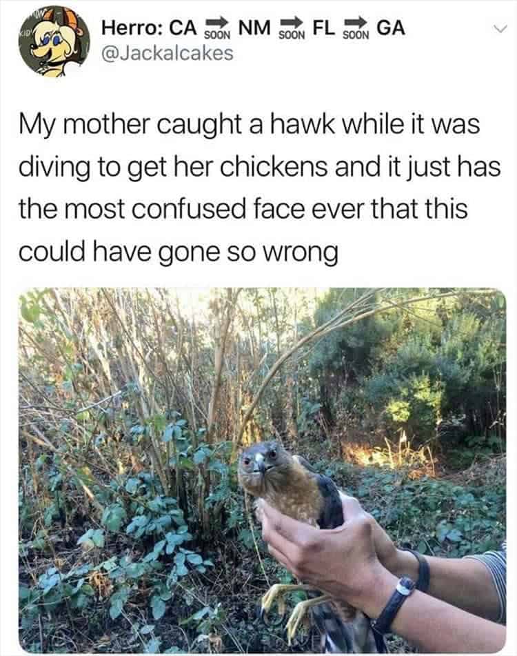 bird memes, birds with threatening auras, avian memes, feather memes, bird humor, bird watching, bird jokes, bird behavior, avian watching, feather jokes, bird antics