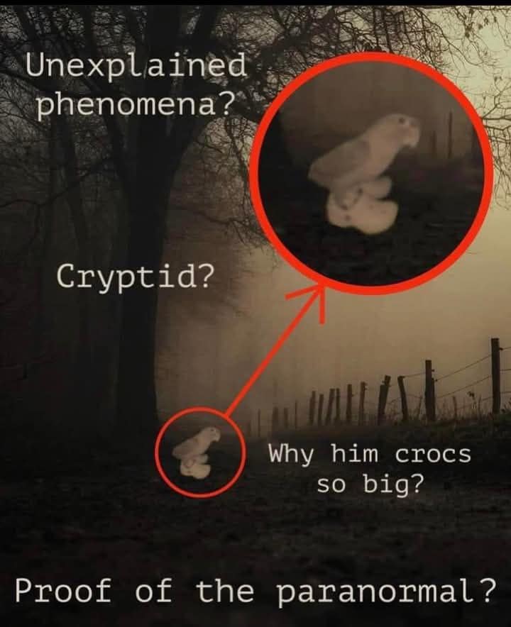 bird memes, birds with threatening auras, avian memes, feather memes, bird humor, bird watching, bird jokes, bird behavior, avian watching, feather jokes, bird antics