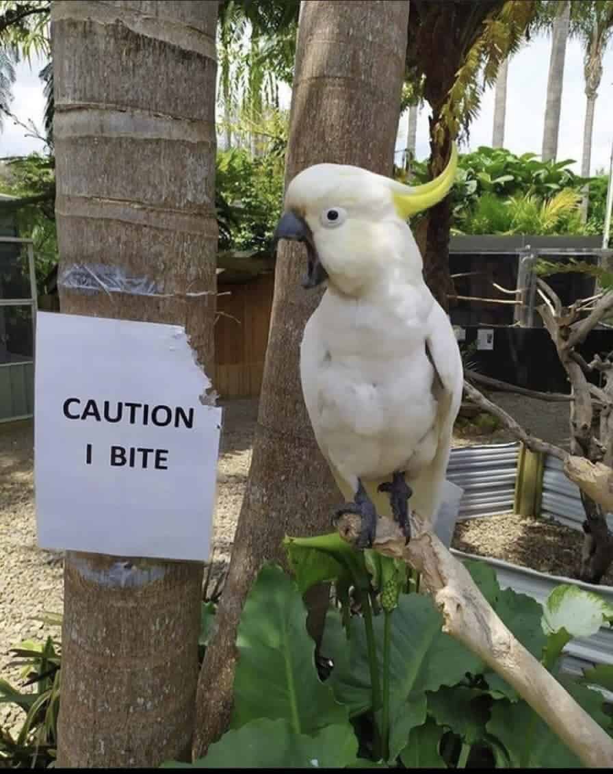 bird memes, birds with threatening auras, avian memes, feather memes, bird humor, bird watching, bird jokes, bird behavior, avian watching, feather jokes, bird antics
