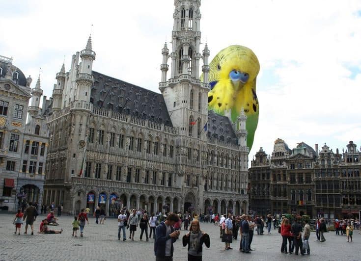 bird memes, birds with threatening auras, avian memes, feather memes, bird humor, bird watching, bird jokes, bird behavior, avian watching, feather jokes, bird antics