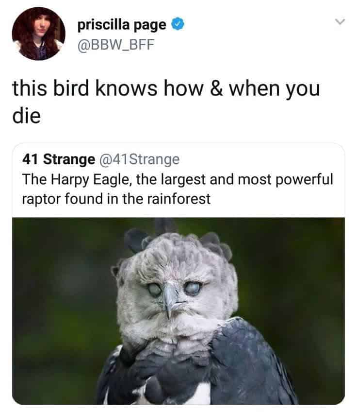 bird memes, birds with threatening auras, avian memes, feather memes, bird humor, bird watching, bird jokes, bird behavior, avian watching, feather jokes, bird antics