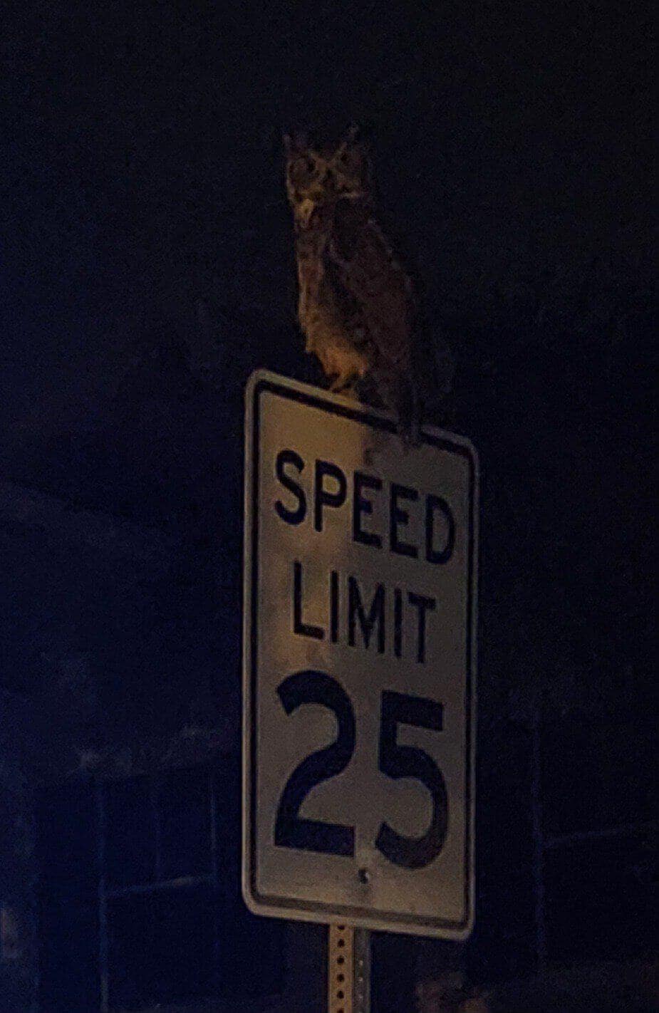 bird memes, birds with threatening auras, avian memes, feather memes, bird humor, bird watching, bird jokes, bird behavior, avian watching, feather jokes, bird antics