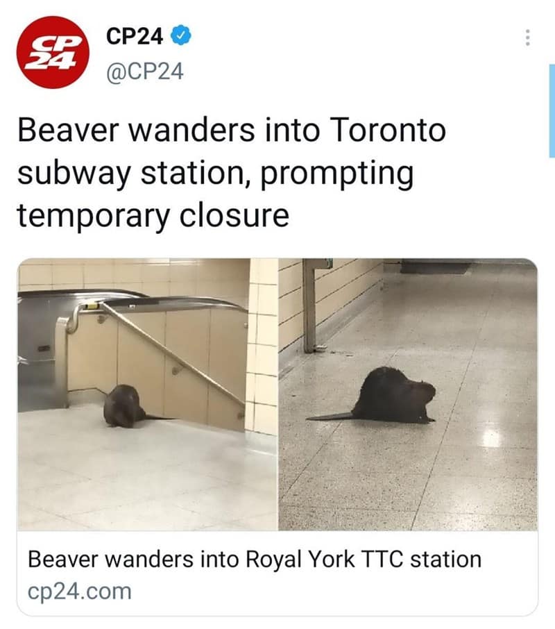 Canadian humor, Great White North memes, maple syrup jokes, hockey memes, Canadian weather, poutine humor, polite apologies, winter jokes, Canadian pride