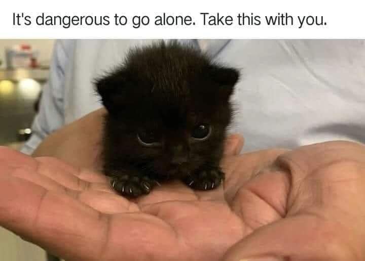 It's dangerous to go alone. Take this with you. black kitten