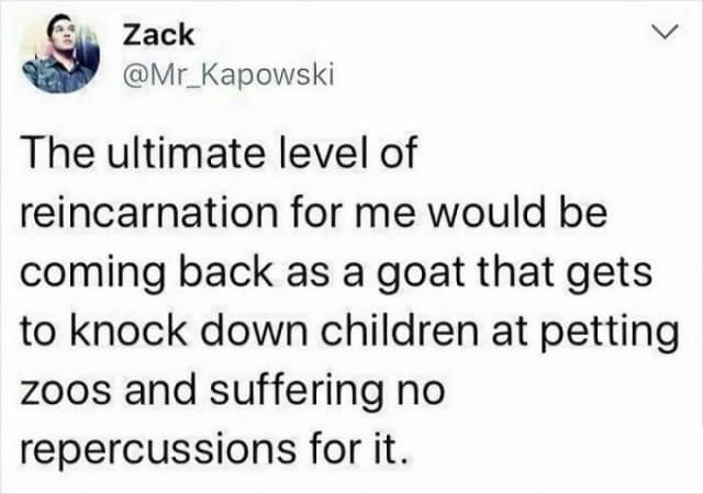 Zack @Mr Kapowski The ultimate level of reincarnation for me would be coming back as a goat that gets to knock down children at petting zoos and suffering no repercussions for it.