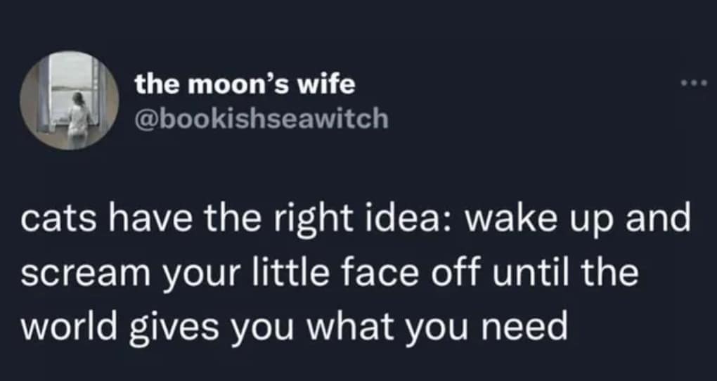 the moon's wife @bookishseawitch cats have the right idea: wake up and scream your little face off until the world gives you what you need