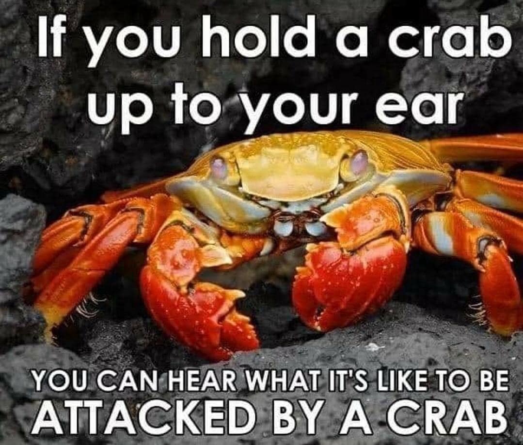 crab meme, crab memes, crustacean humor, shelled comedic images, pincers in pictures, weirdly funny crabs, odd crab jokes, strange shellfish fun, comedic crustaceans, ocean memes, sea-themed humor, aquatic amusements, marine comedic content, sea life humor, watery jests, oceanic jokes, brine-laced punchlines