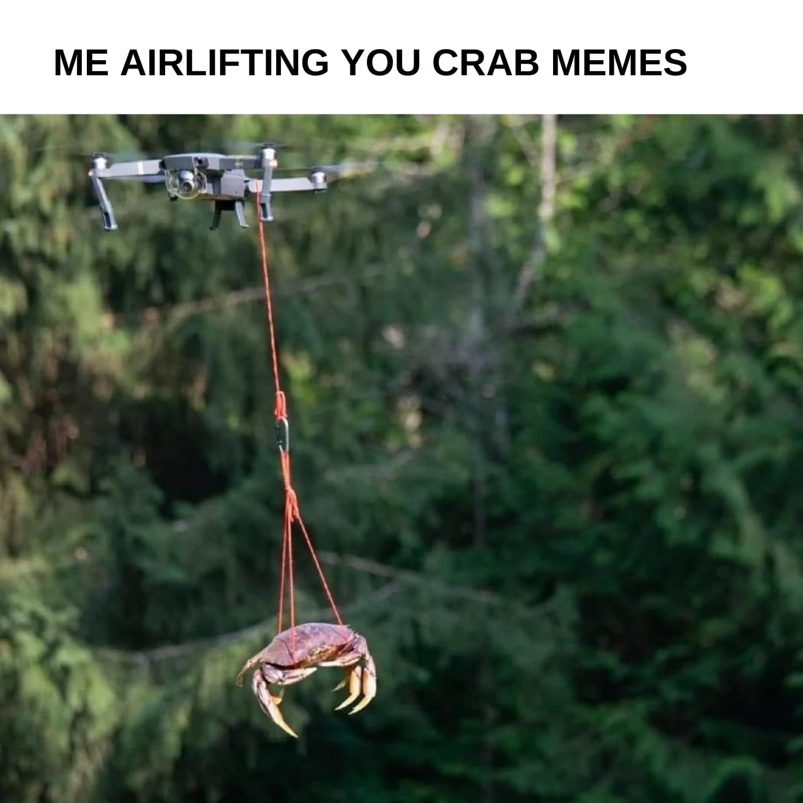 crab meme, crab memes, crustacean humor, shelled comedic images, pincers in pictures, weirdly funny crabs, odd crab jokes, strange shellfish fun, comedic crustaceans, ocean memes, sea-themed humor, aquatic amusements, marine comedic content, sea life humor, watery jests, oceanic jokes, brine-laced punchlines