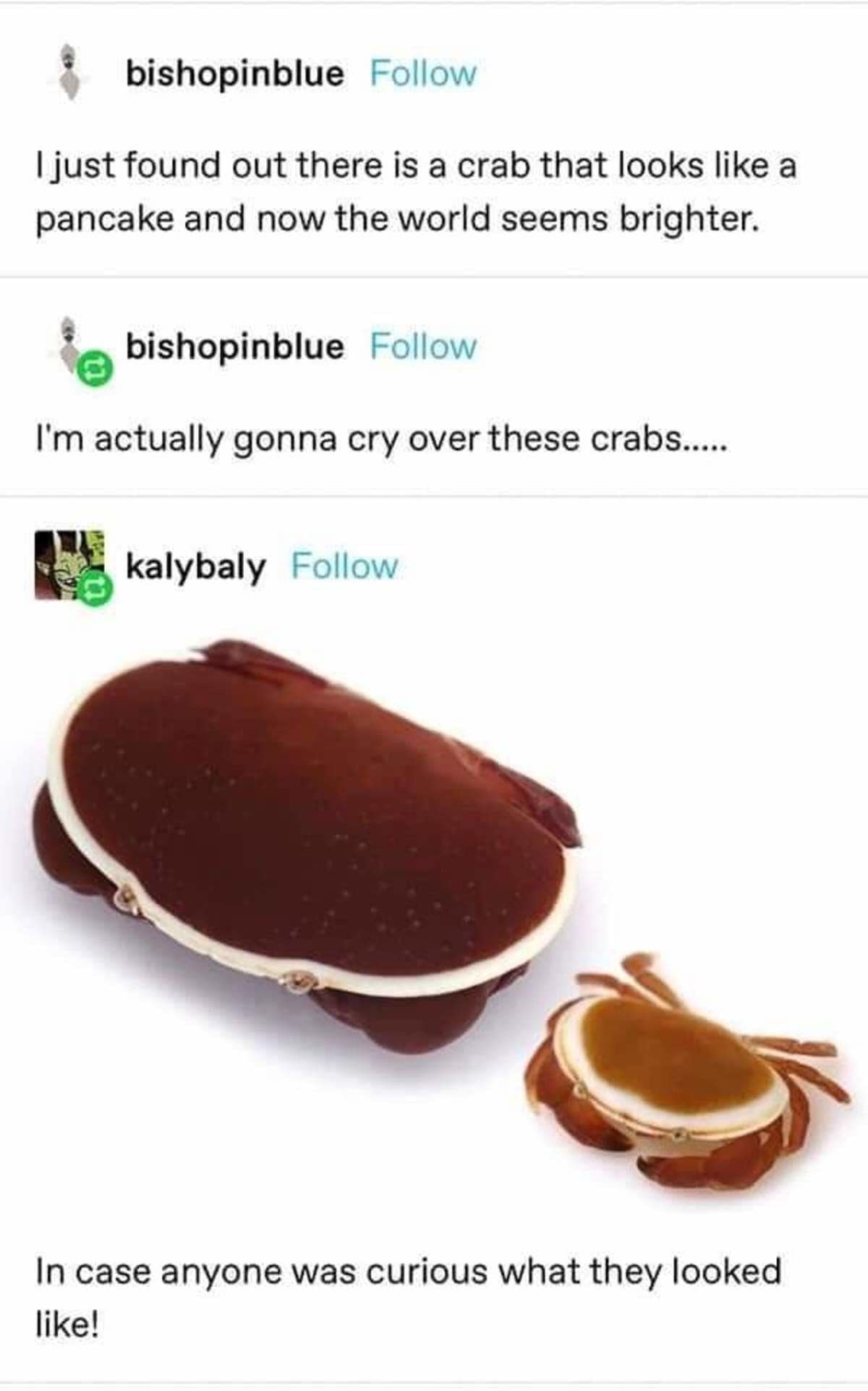 crab meme, crab memes, crustacean humor, shelled comedic images, pincers in pictures, weirdly funny crabs, odd crab jokes, strange shellfish fun, comedic crustaceans, ocean memes, sea-themed humor, aquatic amusements, marine comedic content, sea life humor, watery jests, oceanic jokes, brine-laced punchlines