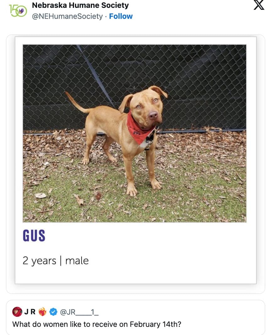 dog memes, funny dog memes, pet humor, dog owner struggles, pet antics, dog photo fails, dog walking humor, vacuum cleaner battles, dog homework jokes