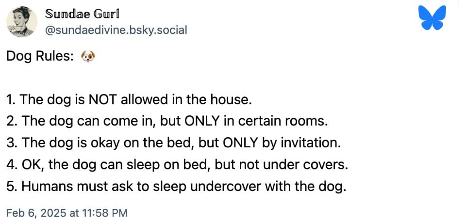 dog memes, funny dog memes, pet humor, dog owner struggles, pet antics, dog photo fails, dog walking humor, vacuum cleaner battles, dog homework jokes