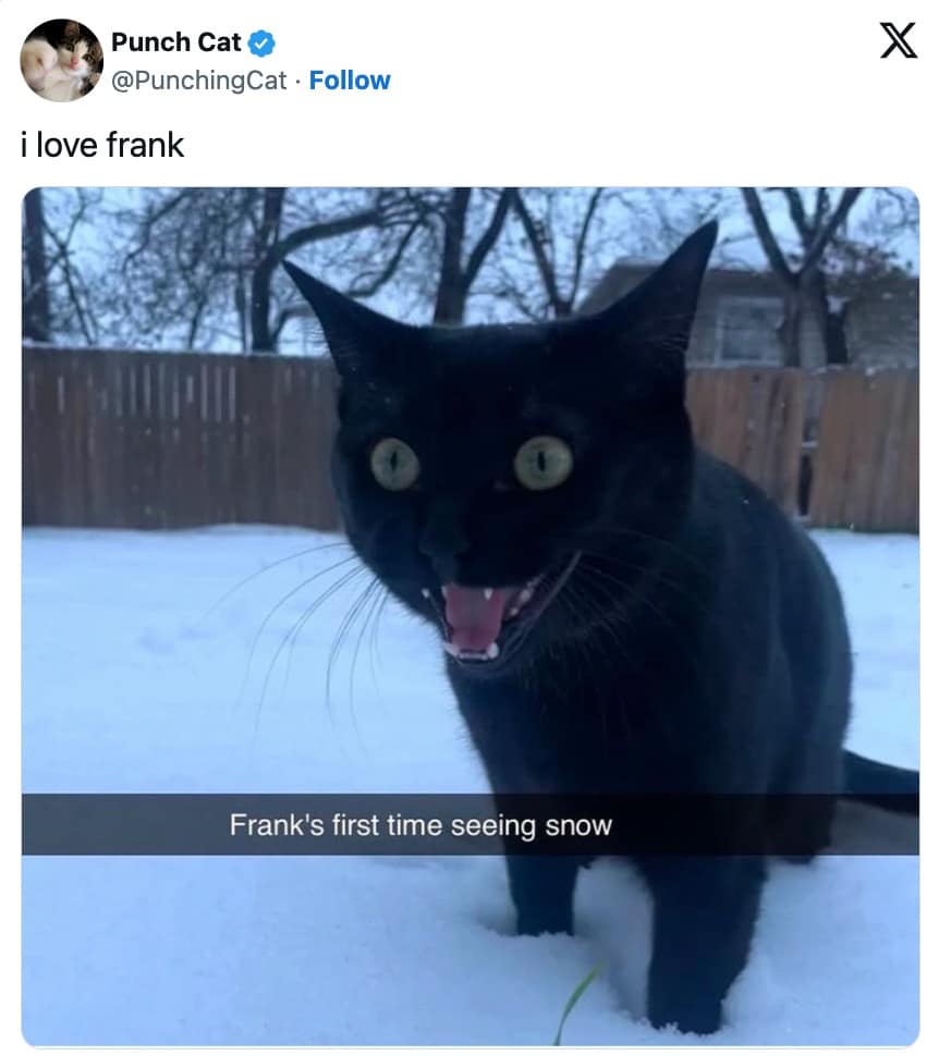 funny cat memes, cat memes, hilarious cat memes, comical cat memes, amusing cat memes, cat humor, viral cat videos, internet cat culture, feline comedy, trending cat clips, online cat antics