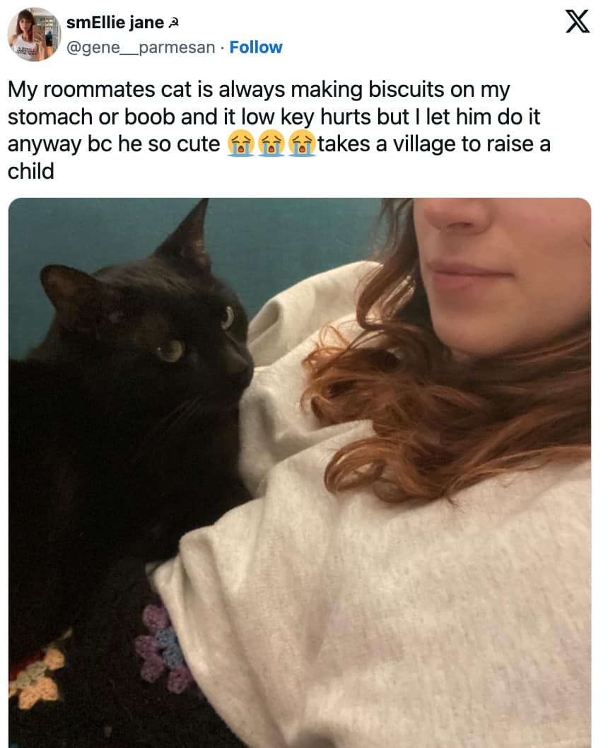 funny cat memes, cat memes, hilarious cat memes, comical cat memes, amusing cat memes, cat humor, viral cat videos, internet cat culture, feline comedy, trending cat clips, online cat antics