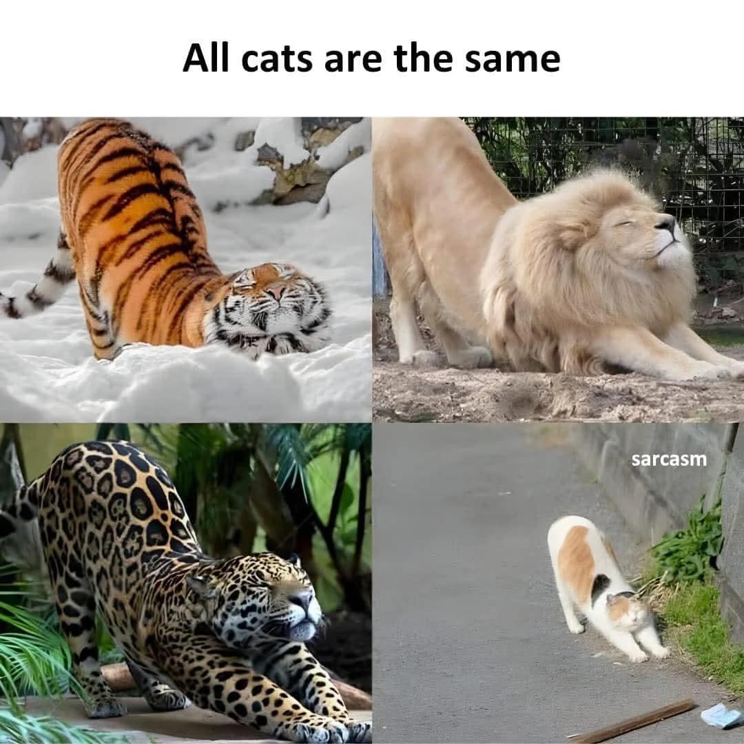 funny cat memes, cat memes, hilarious cat memes, comical cat memes, amusing cat memes, cat humor, viral cat videos, internet cat culture, feline comedy, trending cat clips, online cat antics