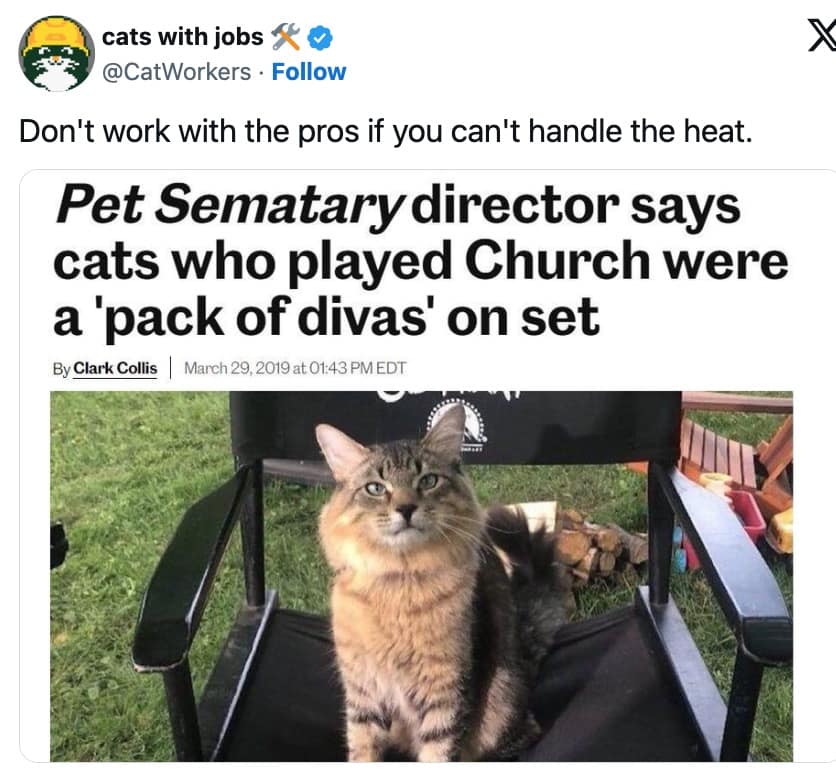 funny cat memes, cat memes, hilarious cat memes, comical cat memes, amusing cat memes, cat humor, viral cat videos, internet cat culture, feline comedy, trending cat clips, online cat antics