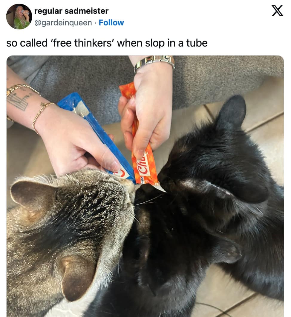 funny cat memes, cat memes, hilarious cat memes, comical cat memes, amusing cat memes, cat humor, viral cat videos, internet cat culture, feline comedy, trending cat clips, online cat antics