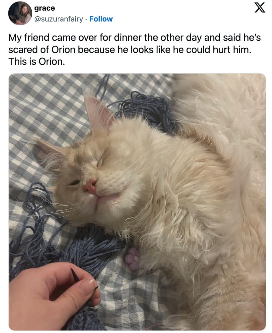 funny cat memes, cat memes, hilarious cat memes, comical cat memes, amusing cat memes, cat humor, viral cat videos, internet cat culture, feline comedy, trending cat clips, online cat antics