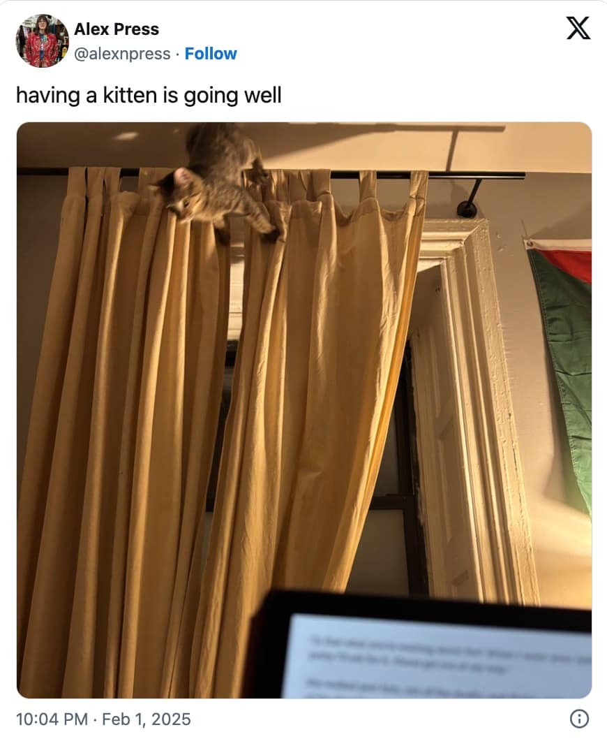 funny cat memes, cat memes, hilarious cat memes, comical cat memes, amusing cat memes, cat humor, viral cat videos, internet cat culture, feline comedy, trending cat clips, online cat antics