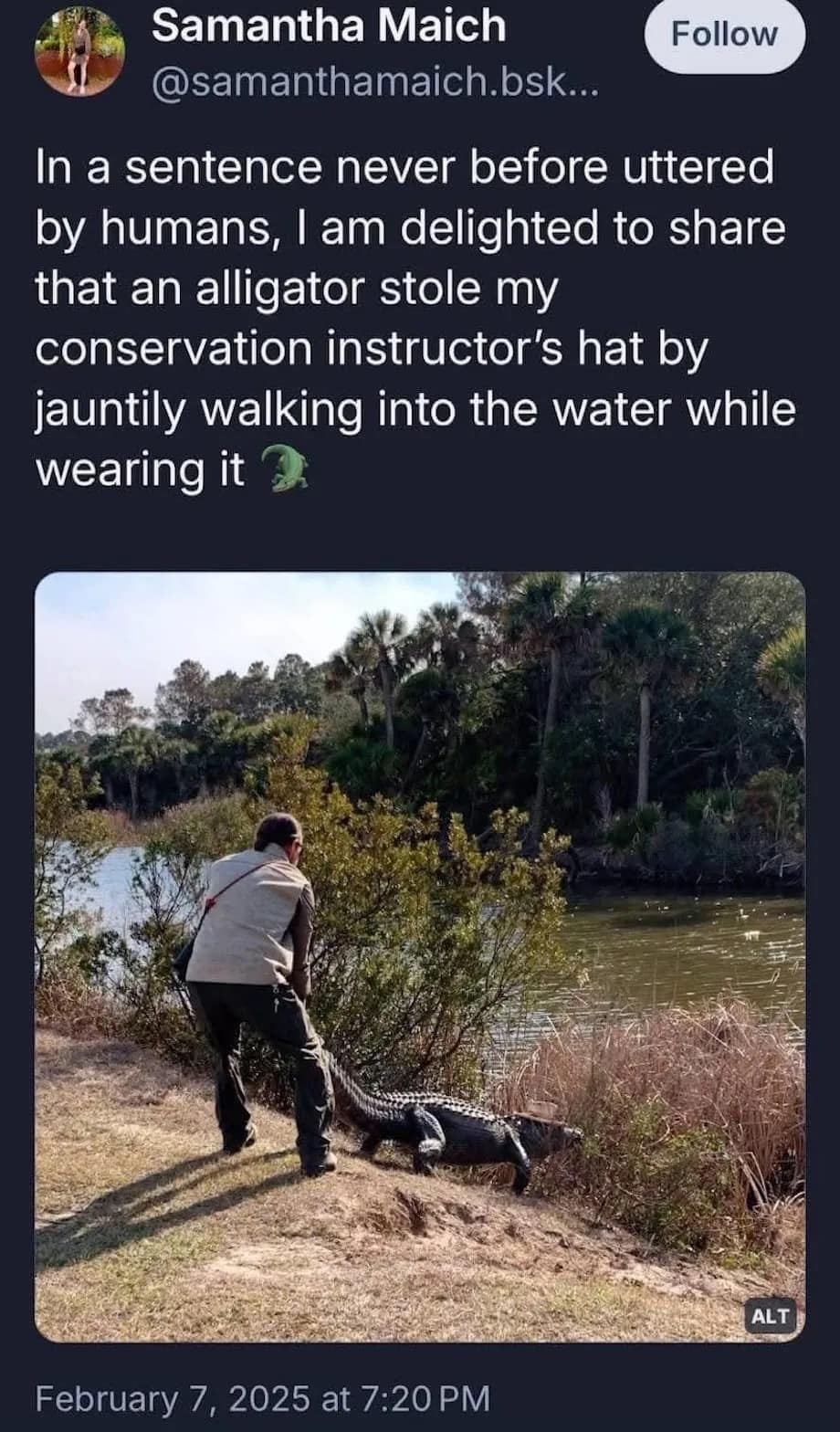 In a sentence never before uttered by humans, I am delighted to share that an alligator stole my conservation instructor's hat by jauntily walking into the water while wearing it