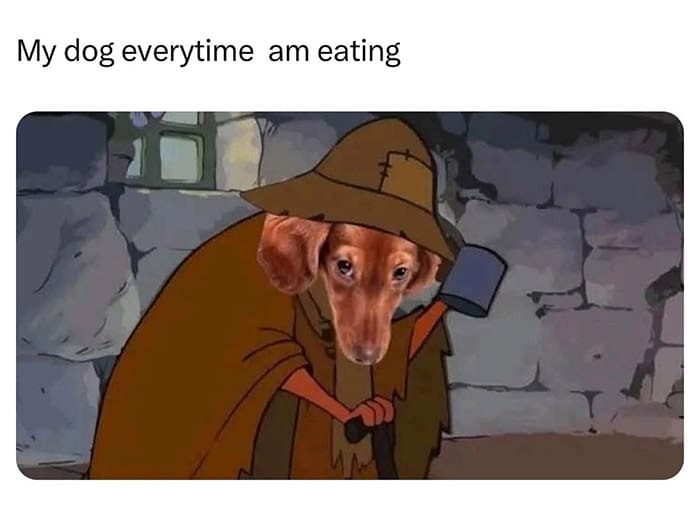 My dog everytime am eating