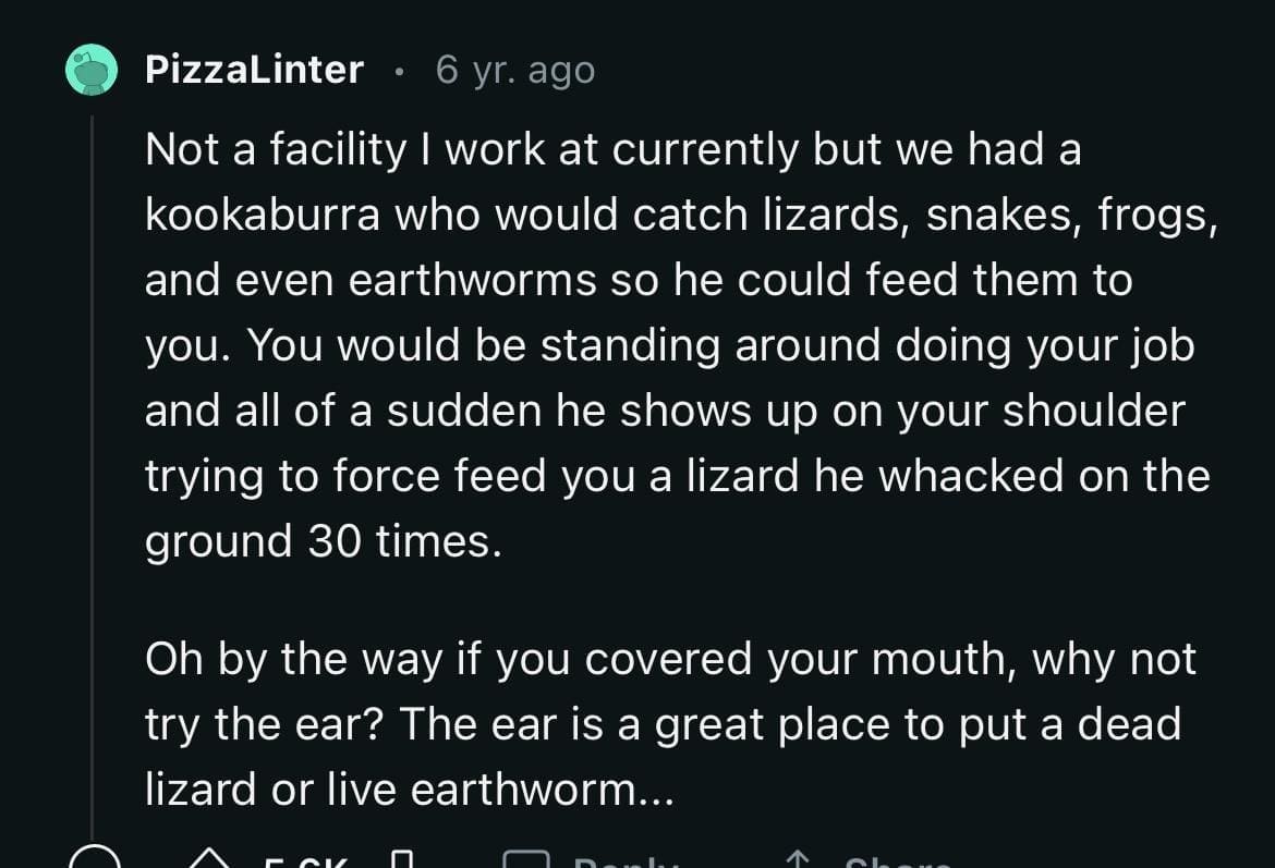 Not a facility I work at currently but we had a kookaburra who would catch lizards, snakes, frogs, and even earthworms so he could feed them to you. You would be standing around doing your job and all of a sudden he shows up on your shoulder trying to force feed you a lizard he whacked on the ground 30 times. Oh by the way if you covered your mouth, why not try the ear? The ear is a great place to put a dead lizard or live earthworm...
