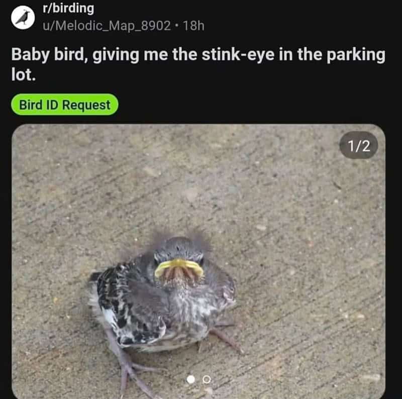 funny reddit posts, bizarre reddit posts, Reddit humor, internet jokes, viral posts, relatable humor, internet culture, weird posts, online humor, digital jokes, absurd content