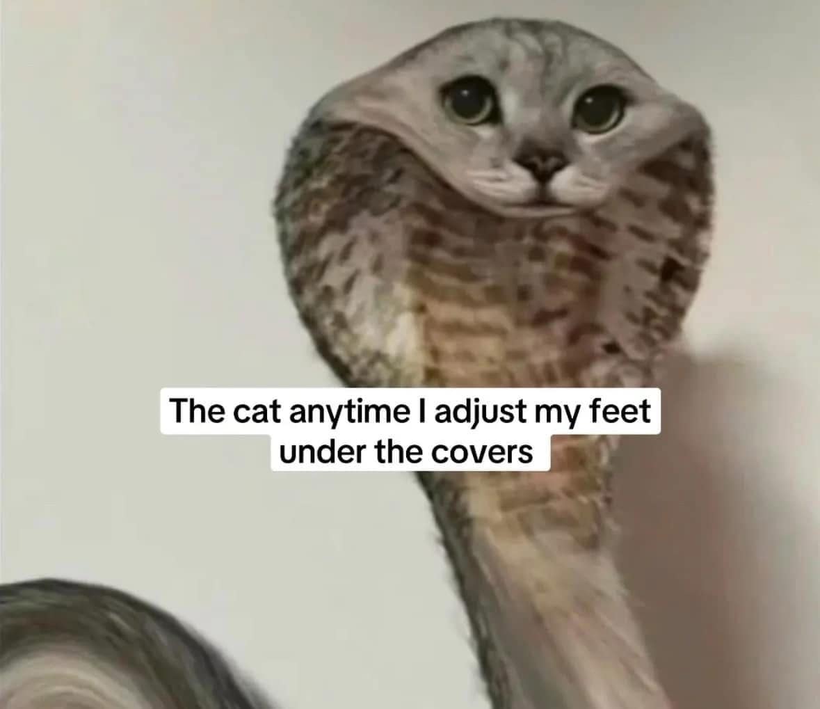 The cat anytime I adjust my feet under the covers