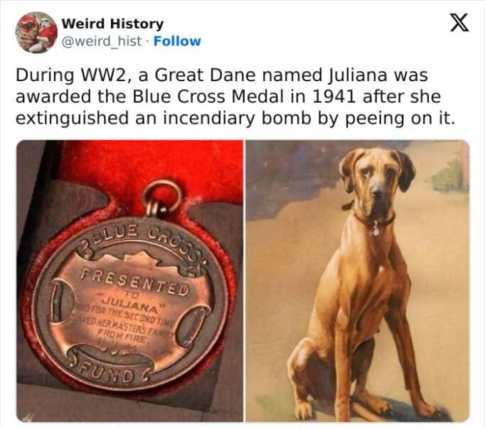 During WW2, a Great Dane named Juliana was awarded the Blue Cross Medal in 1941 after she extinguished an incendiary bomb by peeing on it.