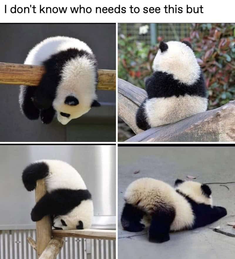 animal memes, funny animal memes, pet memes, funny animal pictures, humorous pet memes, dog memes, cat memes, cute animal memes, canine humor, feline jokes, adorable animal images