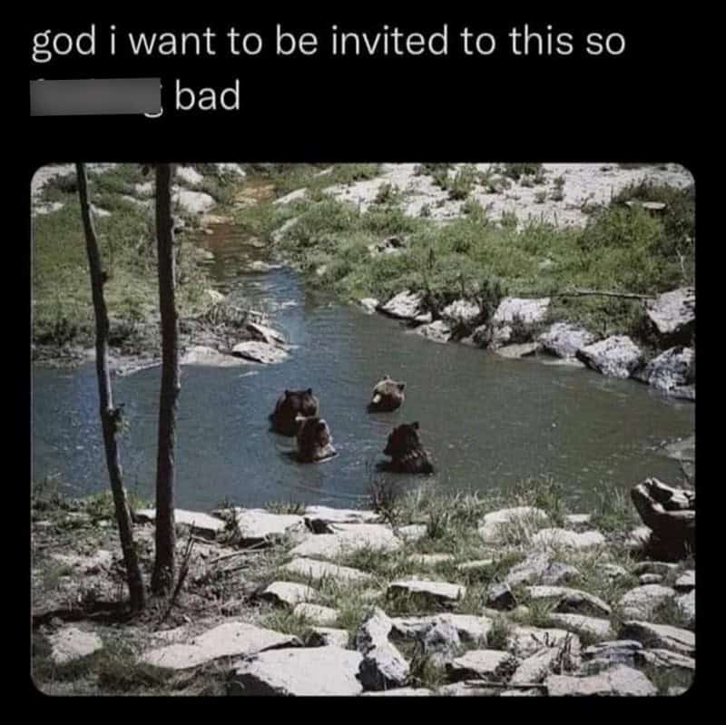 animal memes, funny animal memes, pet memes, funny animal pictures, humorous pet memes, dog memes, cat memes, cute animal memes, canine humor, feline jokes, adorable animal images