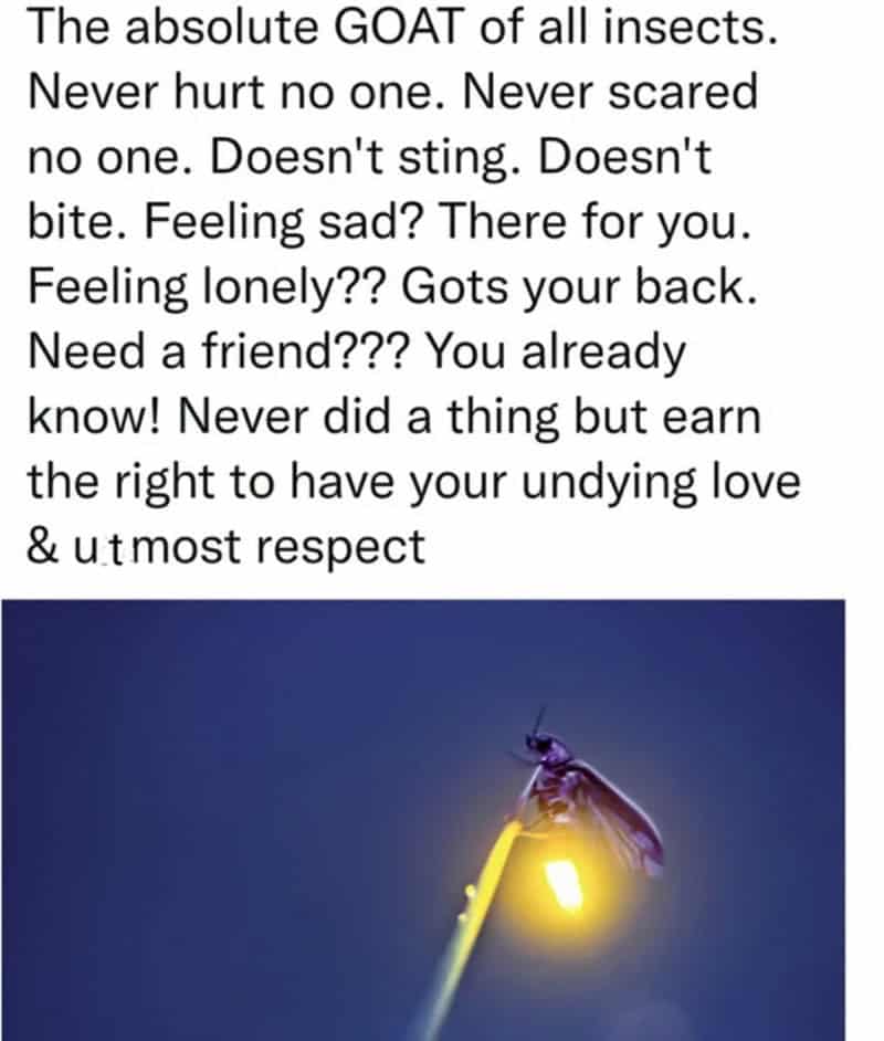 animal memes, funny animal memes, pet memes, funny animal pictures, humorous pet memes, dog memes, cat memes, cute animal memes, canine humor, feline jokes, adorable animal images