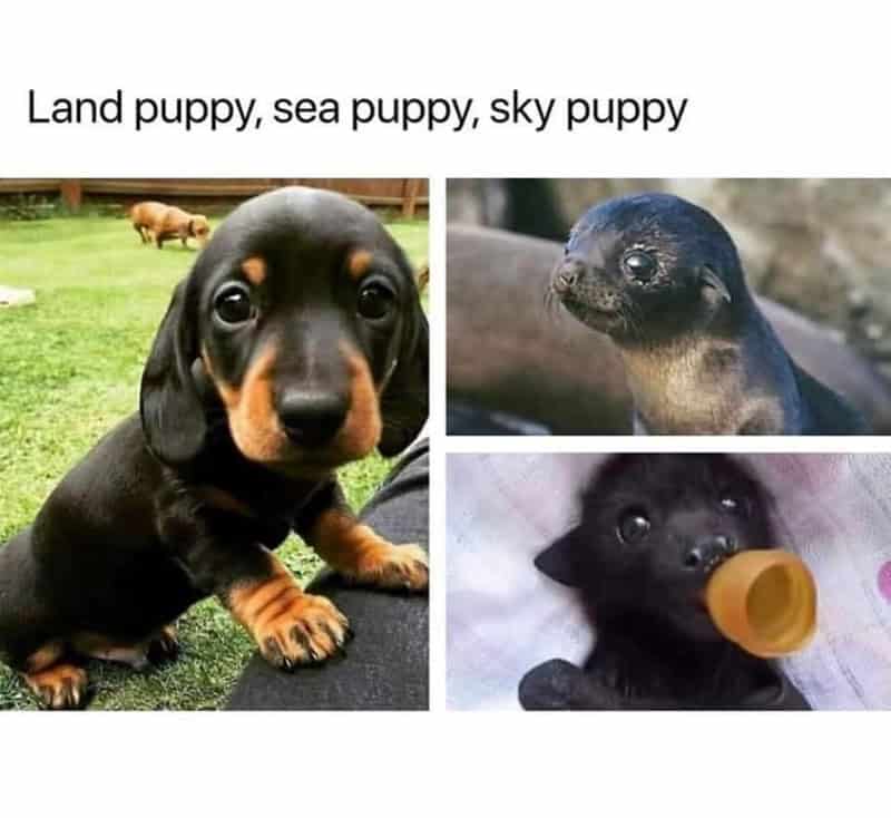 animal memes, funny animal memes, pet memes, funny animal pictures, humorous pet memes, dog memes, cat memes, cute animal memes, canine humor, feline jokes, adorable animal images