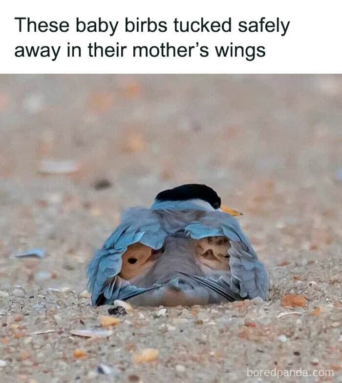 These baby birbs tucked safely away in their mother's wings