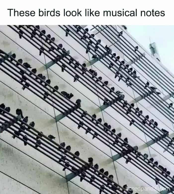 These birds look like musical notes