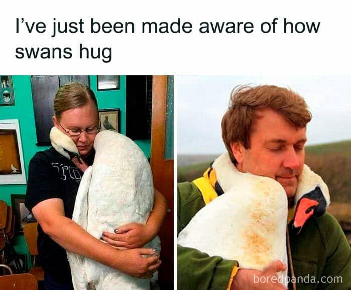 I've just been made aware of how swans hug