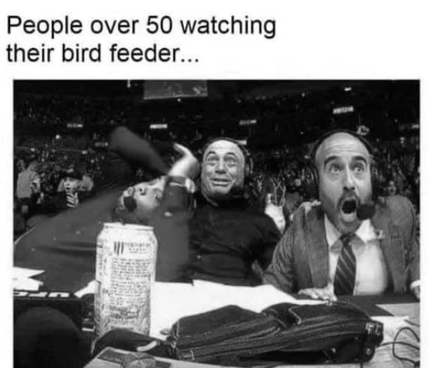 People over 50 watching their bird feeder...