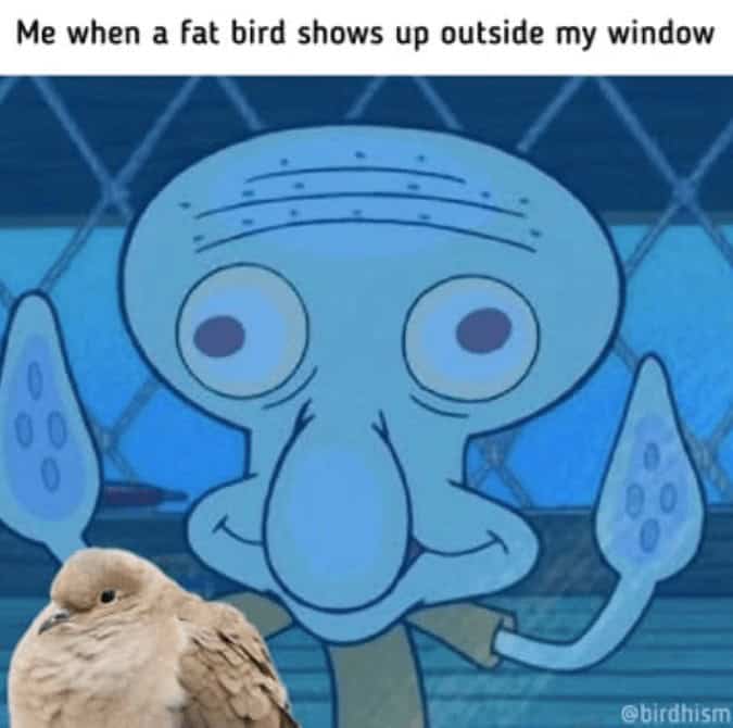 Me when a fat bird shows up outside my window
