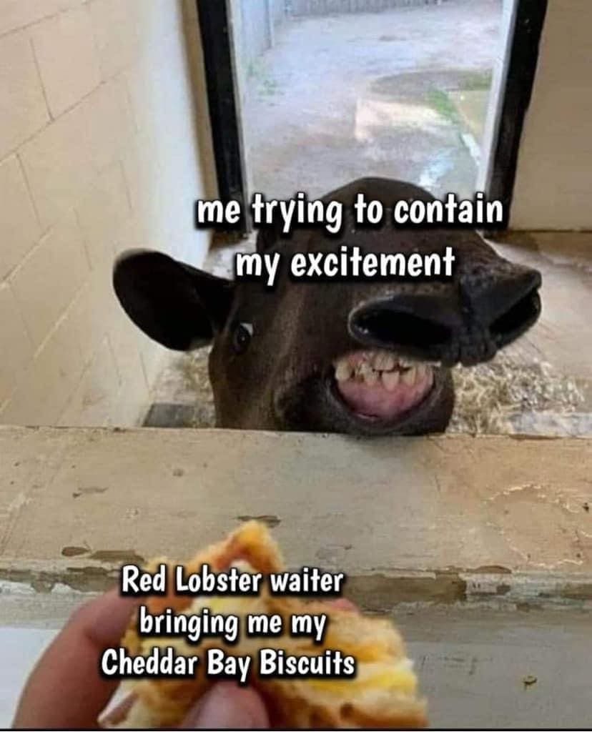 classic memes, vintage memes, viral tweets, timeless memes, viral humor, evergreen memes, meme nostalgia, funny old memes, iconic memes, vintage meme humor, classic viral jokes, legendary internet memes, old memes, best memes