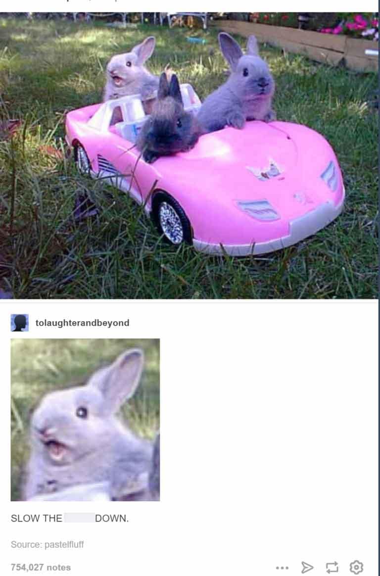 tolaughterandbeyond SLOW THE Source: pastelfluff 754,027 notes DOWN. 包