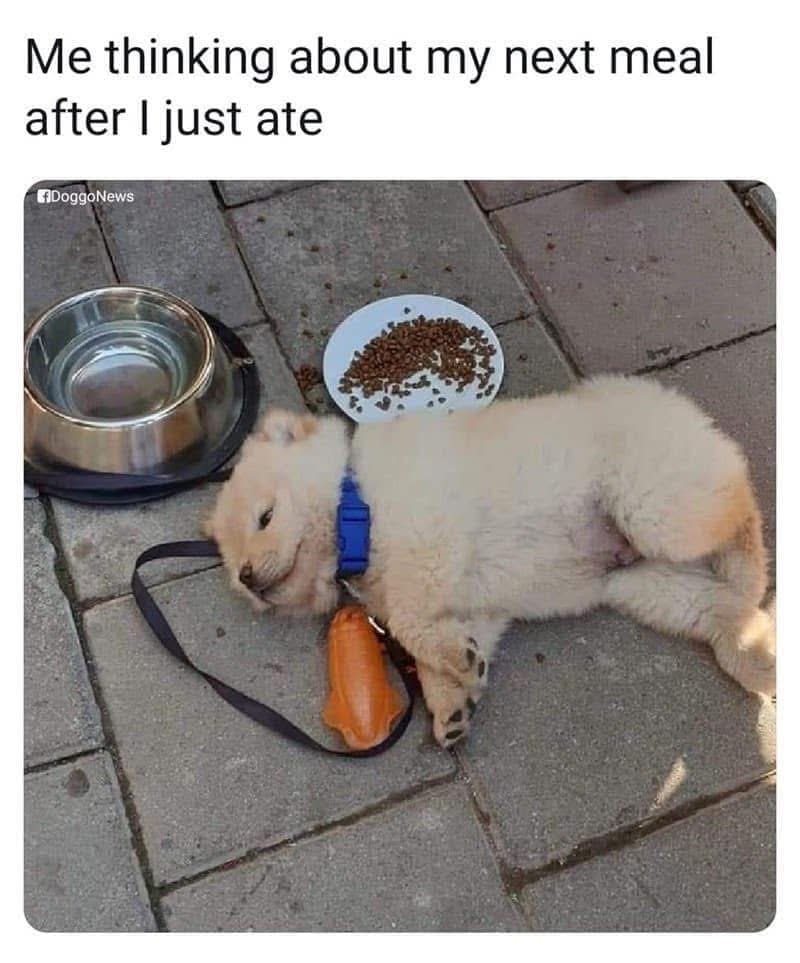 Me thinking about my next meal after I just ate EDOggoNews