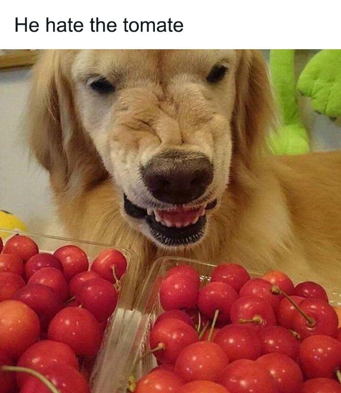 classic memes, vintage memes, viral tweets, timeless memes, evergreen memes, legendary memes, throwback internet memes, retro internet jokes, nostalgic online gags, viral humor, trending humor, internet comedy, nostalgic social media humor, vintage social media jokes, old-school social posts, old memes, best memes