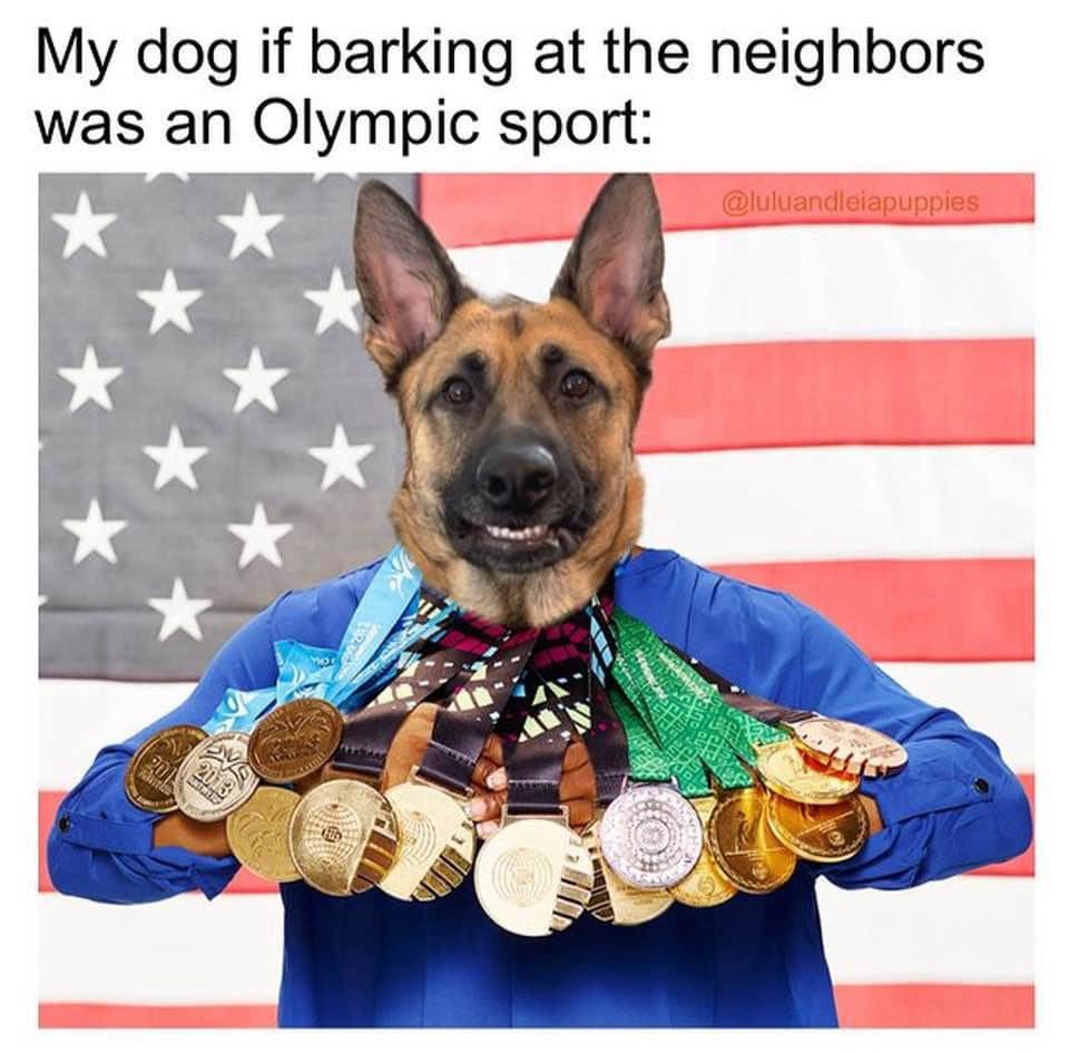 My dog if barking at the neighbors was an Olympic sport: @luluandleiapuppies