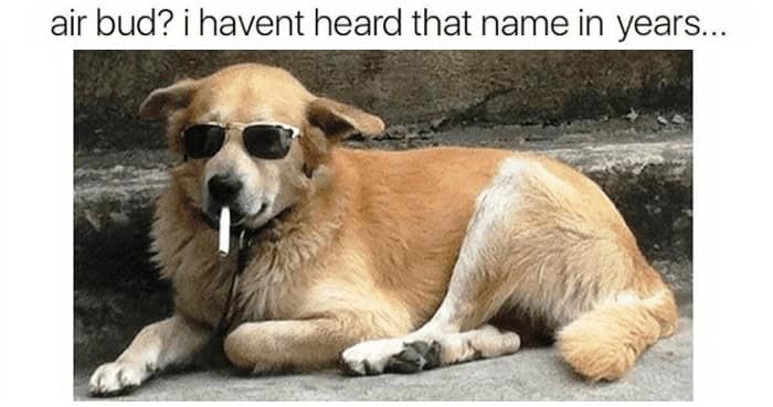 air bud? i havent heard that name in years...