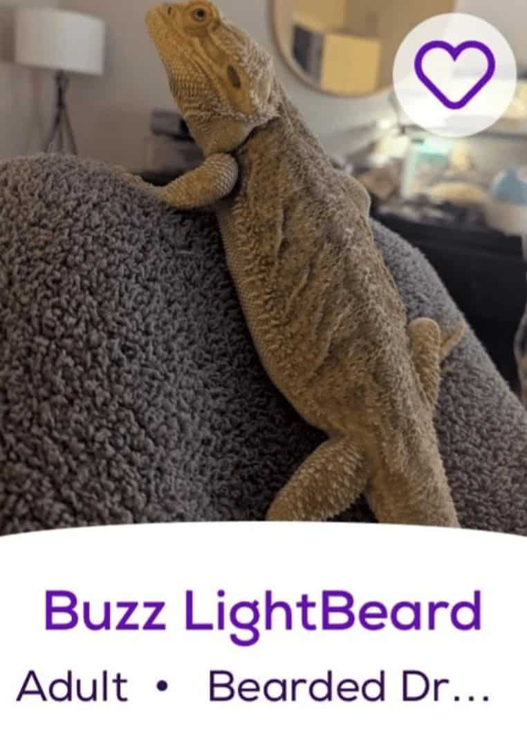 Buzz LightBeard