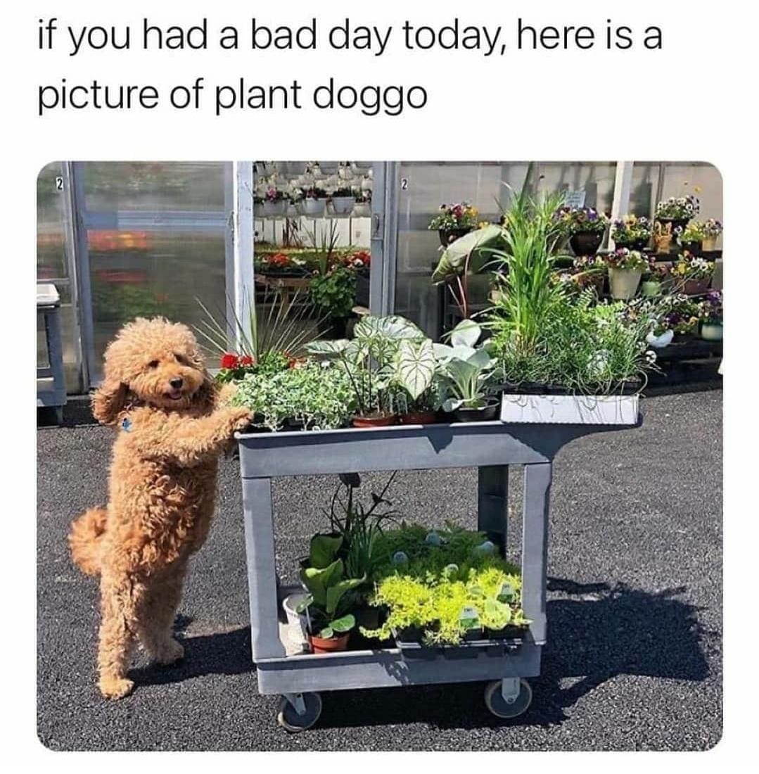 if you had a bad day today, here is a picture of plant doggo