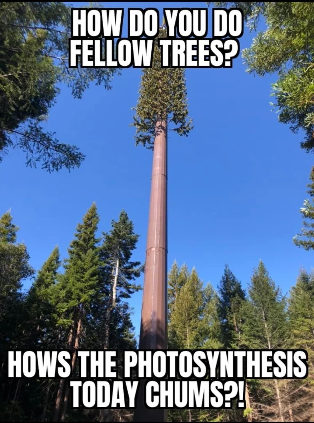 HOW DO YOU DO FELLOW TREES? HOWS THE PHOTOSYNTHESIS TODAY CHUMS?!