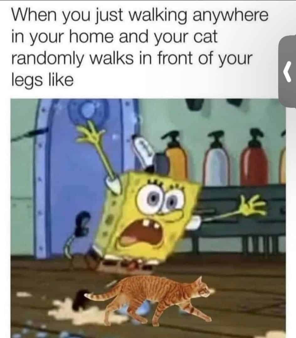 grumpy animal memes, animal memes, moody animal memes, irritated pet memes, annoyed animal memes, animal humor, funny animal pics, hilarious pet memes, wildlife memes, sarcastic memes, cynical animal memes, relatable pet humor, pet frustration memes, funny animal memes