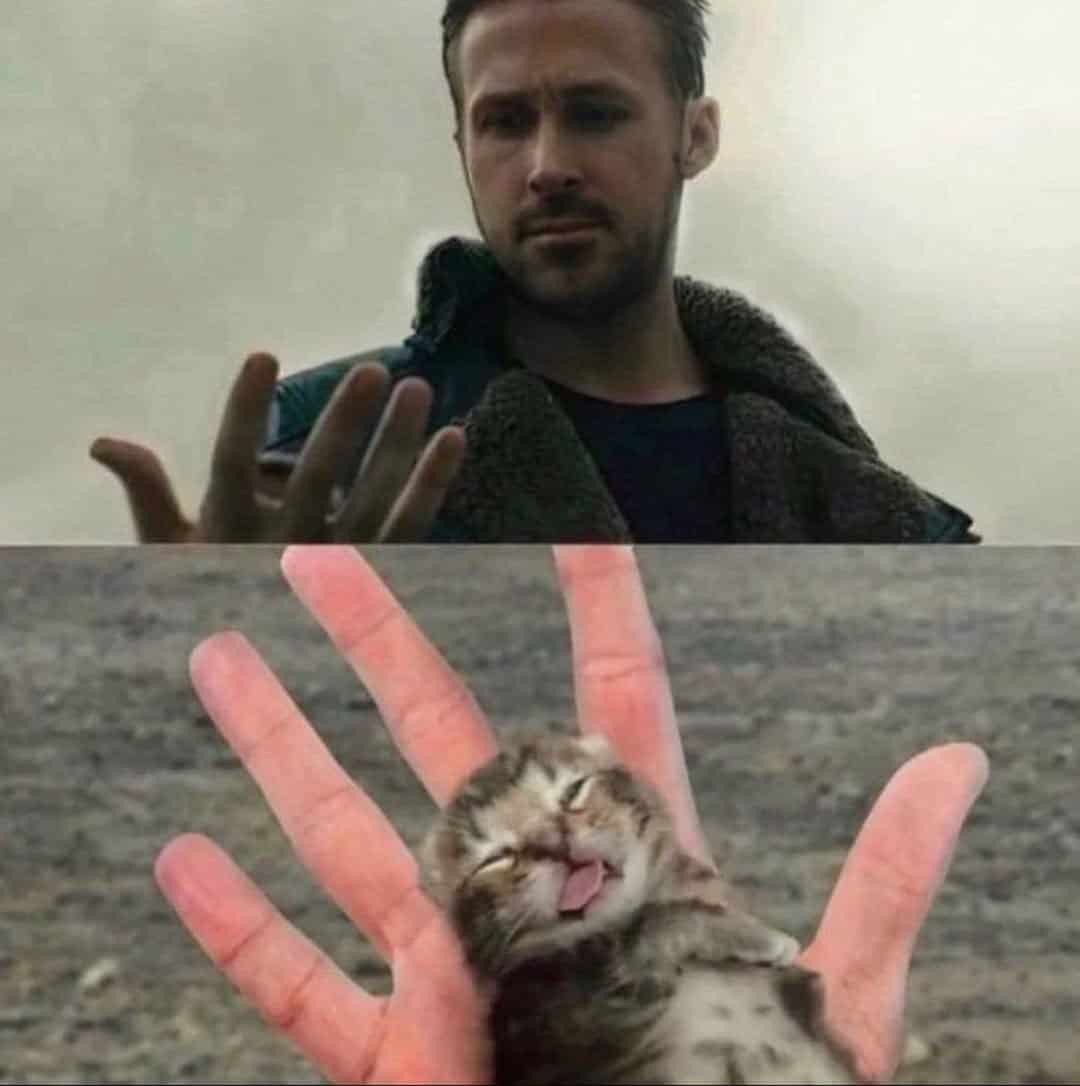 grumpy animal memes, animal memes, moody animal memes, irritated pet memes, annoyed animal memes, animal humor, funny animal pics, hilarious pet memes, wildlife memes, sarcastic memes, cynical animal memes, relatable pet humor, pet frustration memes, funny animal memes