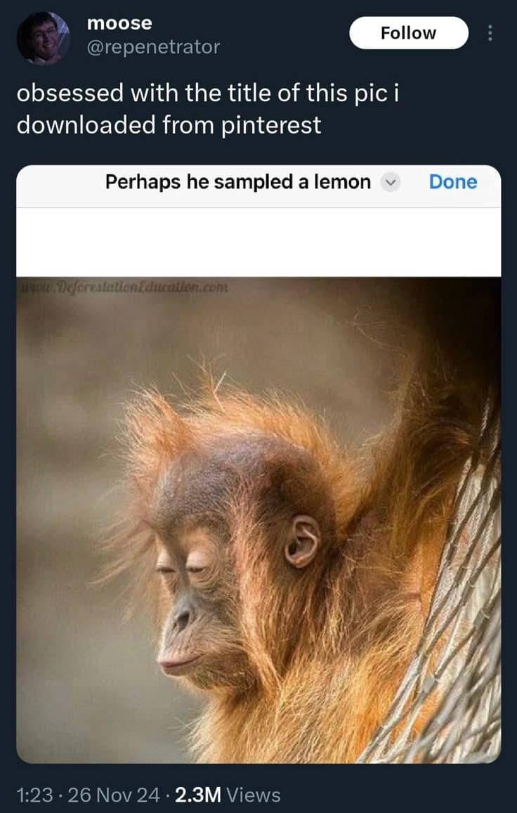 moose @repenetrator obsessed with the title of this pic i downloaded from pinterest Follow Perhaps he sampled a lemon v Done 1:23 • 26 Nov 24 • 2.3M Views