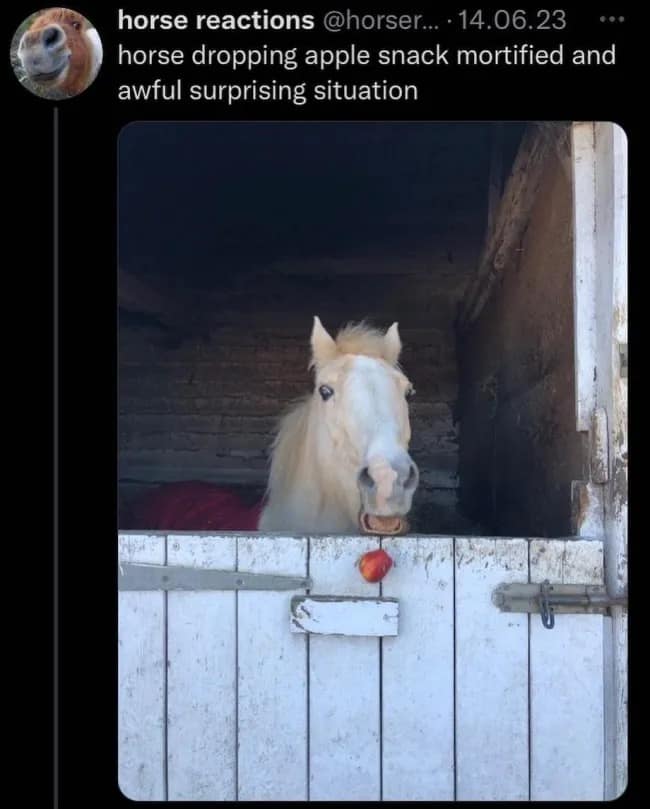 horse reactions @horser... • 14.06.23 ••= horse dropping apple snack mortified and awful surprising situation